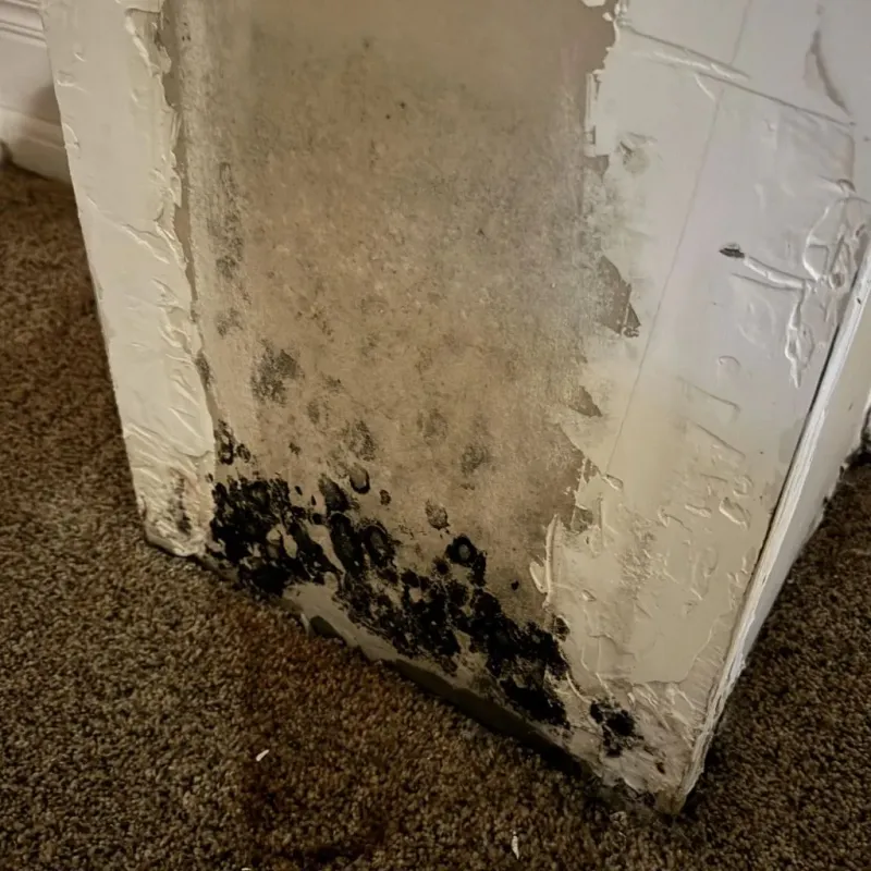 Professional Mold Removal in Warren Park, IN